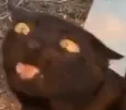 RWblerp