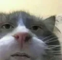 halfki