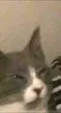 gatojuzgando