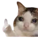 sad_cat_pok_you