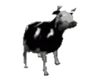 polishcow