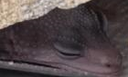 slep Discord emoji