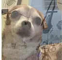 FlashbackDog