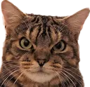 AngryCatto