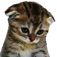 kittysad