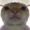 hi hi