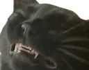 kattoe kattoe