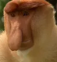 NoseMonkey