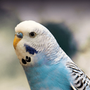 GrandmasBudgie Discord emoji