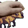 fatfuckPET