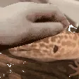 geckoPET
