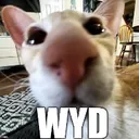 SCwyd SCwyd