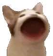 Fr_Catbop