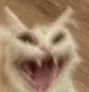 screeeeech