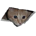 catwatching Discord emoji