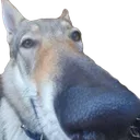 Manuel
