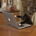 Kitty_Hackies_LP