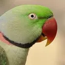 Parrot