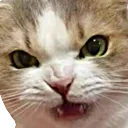 hostilekitty