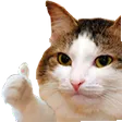 ThumbsUpCat