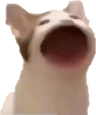 PogCat