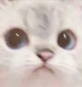 cattostare cattostare