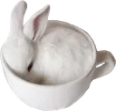 tbunnycup tbunnycup