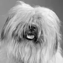 :woozerBOYE: