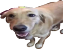 Butter_dog Discord emoji