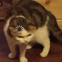 p_whattheheck