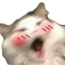Blushcat blushCat Discord Emoji