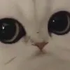 zlusia