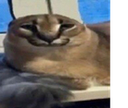 floppa Discord emoji