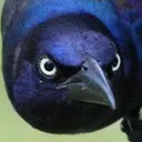 birdstare_2