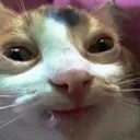 Cat Dumb Discord Emoji