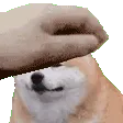 hyperpetmurphy