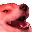 DogKekRed