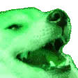 DogKekGreen