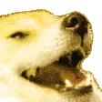 DogKekYellow