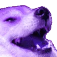 DogKekPurple