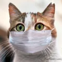 covidCat