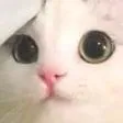 catuwu