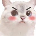 cutecattomad