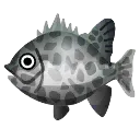 holly_fish