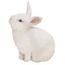 tbunny1 tbunny1