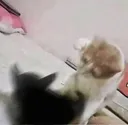 sthu