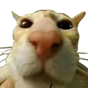 SCwhat