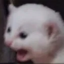 ReeCat