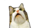 uuuhhcat Discord Emoji