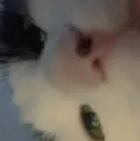 bruh
